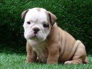Gorgeous Englsih Bulldog puppies for re-homing
