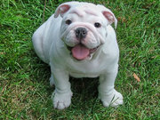 fawn and white,  red and white and all white male and female adult English Bulldogs for sale.